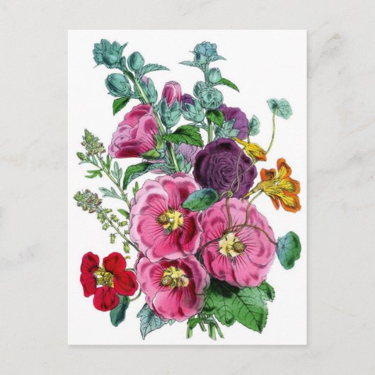 Hollyhocks Botanische Illustratie Briefkaart (Voorkant)