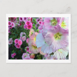 Hollyhocks: Japan Briefkaart