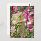 Hollyhocks: Japan Briefkaart (Voorkant / Achterkant)