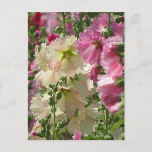 Hollyhocks: Japan Briefkaart (Voorkant)