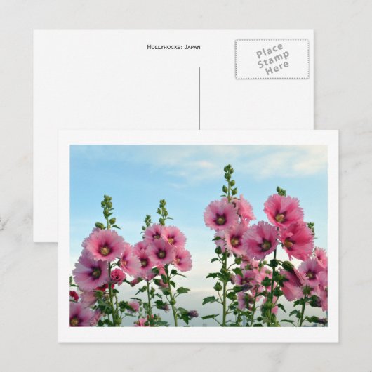 Hollyhocks: Japan Briefkaart (Voorkant / Achterkant)