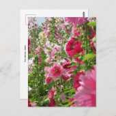 Hollyhocks: Japan Briefkaart (Voorkant / Achterkant)