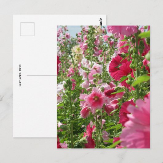 Hollyhocks: Japan Briefkaart (Voorkant / Achterkant)