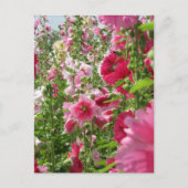 Hollyhocks: Japan Briefkaart (Voorkant)