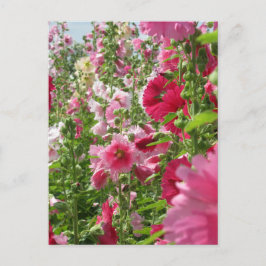 Hollyhocks: Japan Briefkaart
