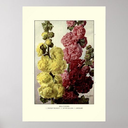 Hollyhocks Poster (Voorkant)