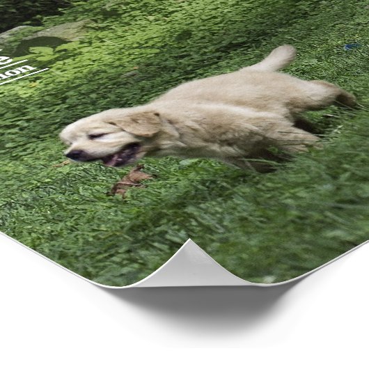 Holly's halve Dozen Romp Poster (Hoek)