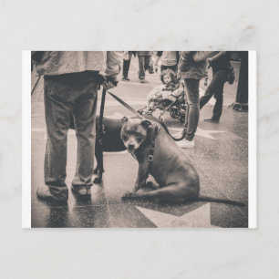 Hollywood Blvd Briefkaart