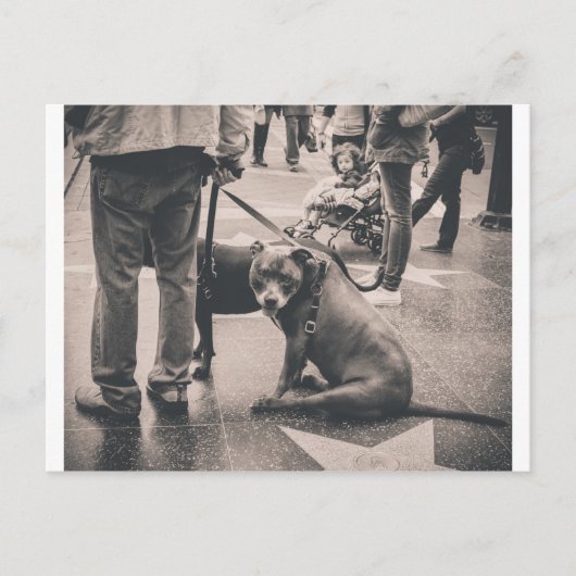 Hollywood Blvd Briefkaart (Voorkant)