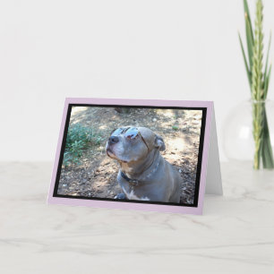 Hollywood Pitbull Valentijnsdag Kaart