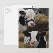 Holstein Calves Briefkaart (Voorkant / Achterkant)