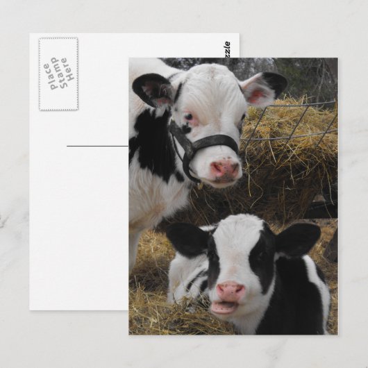 Holstein Calves Briefkaart (Voorkant / Achterkant)