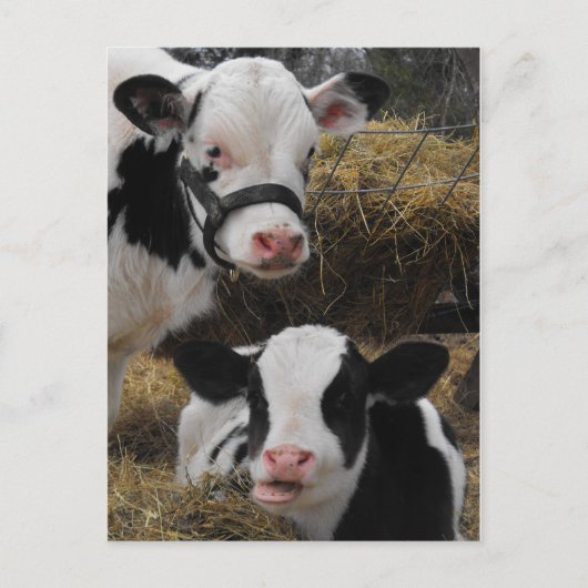 Holstein Calves Briefkaart (Voorkant)