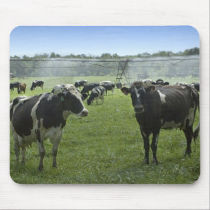 Holstein Cattle Mousepad Muismat