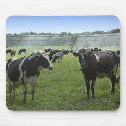 Holstein Cattle Mousepad Muismat (Voorkant)