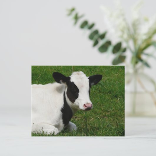 Holstein Cow over gras Briefkaart (Staand voorkant)