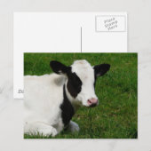 Holstein Cow over gras Briefkaart (Voorkant / Achterkant)