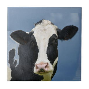 Holstein COW Tegeltje