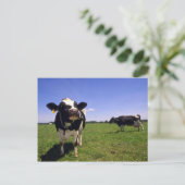 Holstein Dairy Cattle Briefkaart (Staand voorkant)