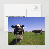 Holstein Dairy Cattle Briefkaart (Voorkant / Achterkant)