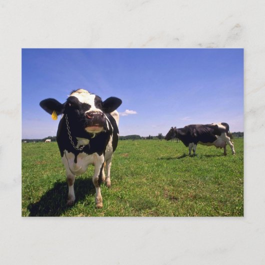 Holstein Dairy Cattle Briefkaart (Voorkant)