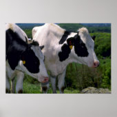 Holstein Dairy Cattle Poster (Voorkant)