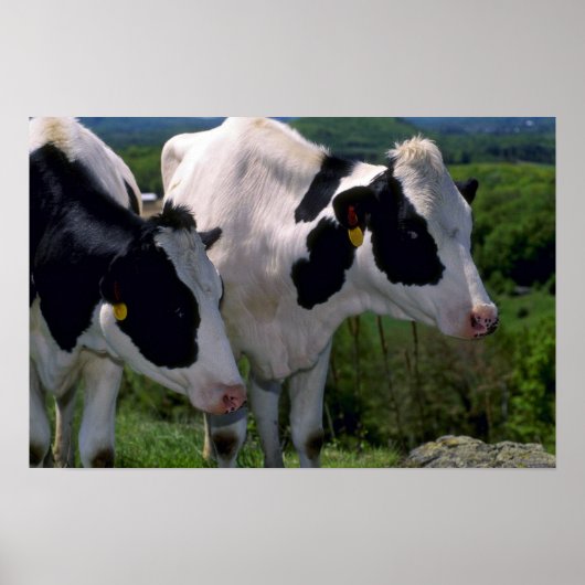 Holstein Dairy Cattle Poster (Voorkant)