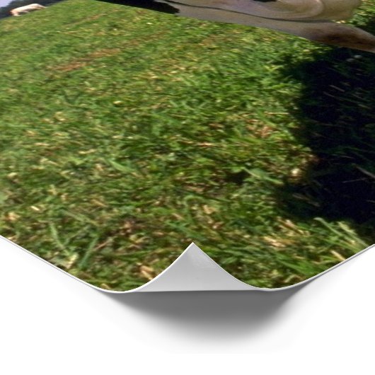 Holstein Dairy Cattle Poster (Hoek)