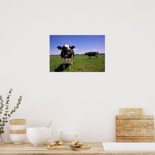 Holstein Dairy Cattle Poster (Keuken)