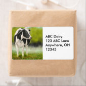 Holstein Dairy Koe Label (Insitu)