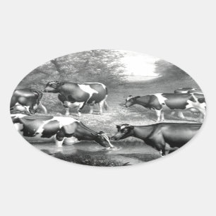 Holstein fresiaanse koeien ovale sticker