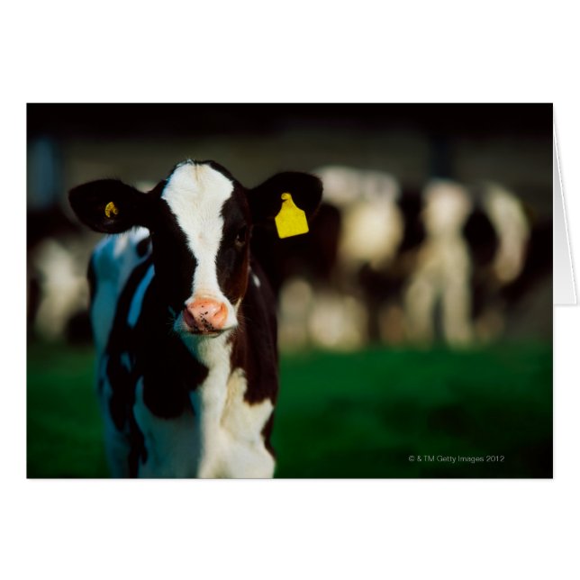 Holstein-Friesian kalf (Voorkant Horizontaal)