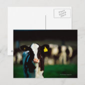 Holstein-Friesian kalf Briefkaart (Voorkant / Achterkant)