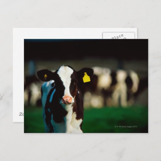 Holstein-Friesian kalf Briefkaart (Voorkant / Achterkant)