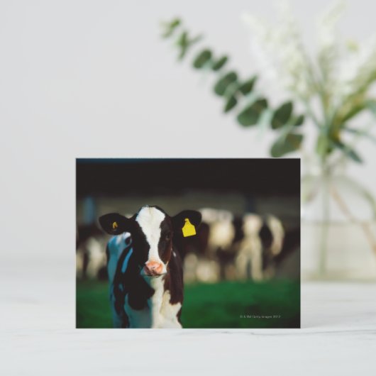 Holstein-Friesian kalf Briefkaart (Staand voorkant)
