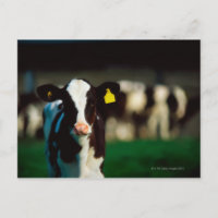 Holstein-Friesian kalf