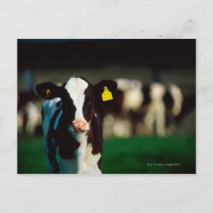 Holstein-Friesian kalf Briefkaart