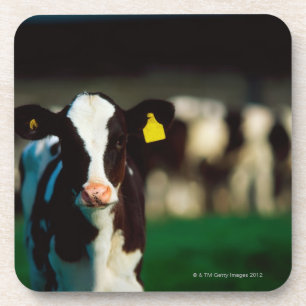 Holstein-Friesian kalf Drankjes Onderzetter