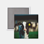 Holstein-Friesian kalf Magneet (Voorkant / Achterkant)