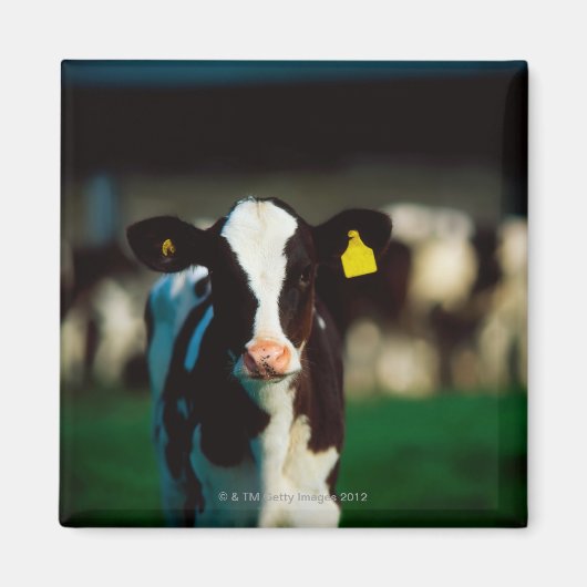 Holstein-Friesian kalf Magneet (Voorkant)