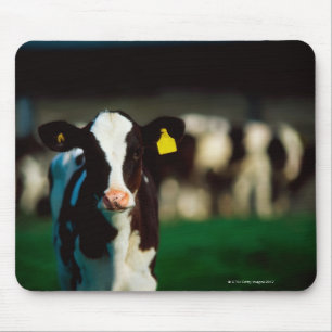 Holstein-Friesian kalf Muismat