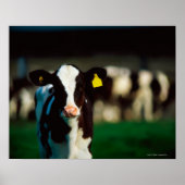 Holstein-Friesian kalf Poster (Voorkant)