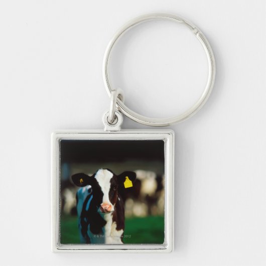 Holstein-Friesian kalf Sleutelhanger (Voorkant)
