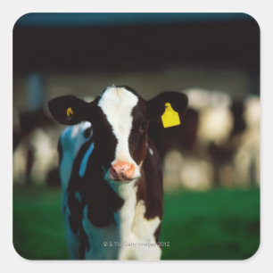 Holstein-Friesian kalf Vierkante Sticker