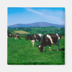 Holstein-Friesian koeien nabij Borris, County Magneet