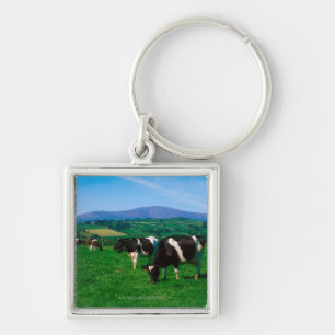 Holstein-Friesian koeien nabij Borris, County Sleutelhanger