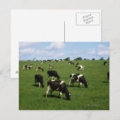 Holstein-Friesian rundvee, Ierland Briefkaart (Voorkant / Achterkant)