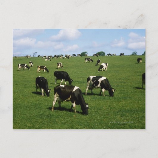 Holstein-Friesian rundvee, Ierland Briefkaart (Voorkant)