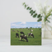 Holstein-Friesian rundvee, Ierland Briefkaart (Staand voorkant)