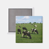 Holstein-Friesian rundvee, Ierland Magneet (Voorkant / Achterkant)